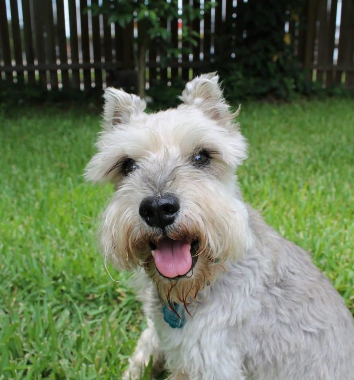 schnauzer-gd846f6ee0_1920-1536x1024